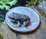 quarter frog